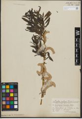 Foto von Salix purpurea L. x Salix viminalis L.